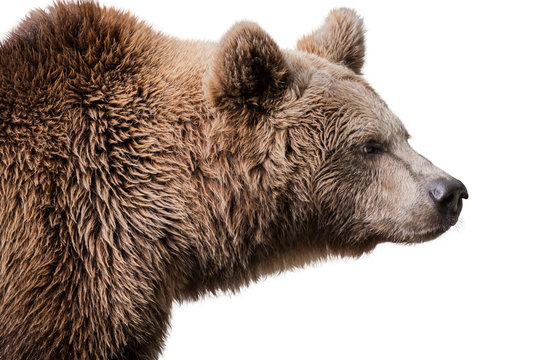 B&auml;r | Braunb&auml;r | Grizzly | Freisteller