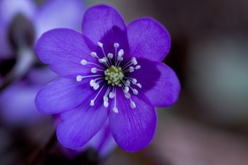 closeup of blue  flower head, hepatica nobilis 