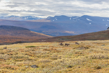 View to Sarek National Park in autumn, Sweden, selective focus