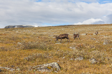 Walking along the Padjelanta in the Sarek National Park in northern Sweden. selective focus