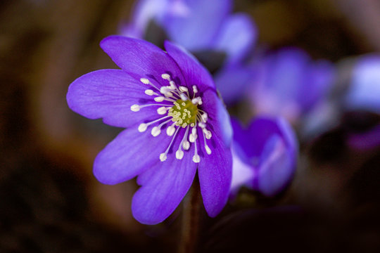 closeup of blue  flower head, hepatica nobilis 