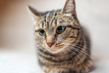 Sad gray cat photographed in a studio.