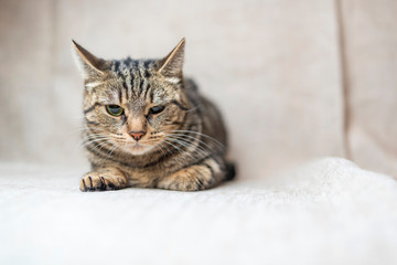 Sad gray cat photographed in a studio.