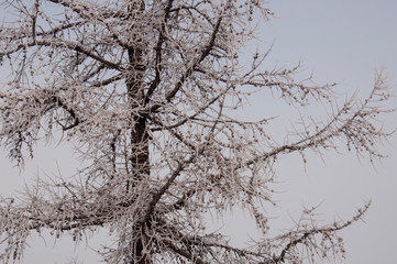 Winter evening cold landscape with snow, forest and a lot of trees. Frosty weather