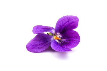 Naklejka premium Viola Odorata flowers isolated on white background in close- up. Place for text. Top view with copy space