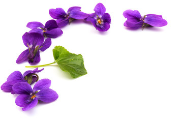 Fototapeta na wymiar Viola Odorata flowers isolated on white background in close- up. Place for text. Top view with copy space