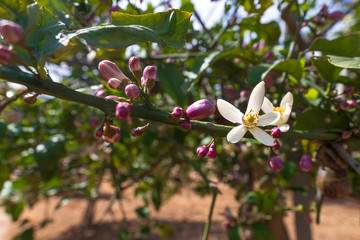Flowers on a flowering lemon tree in green foliage close-up