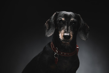 Portrait of a beautiful dog. Dachshund. Adult old dog.