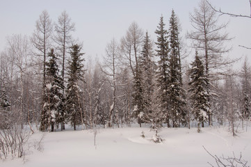 Winter evening cold landscape with snow, forest and a lot of trees. Frosty weather