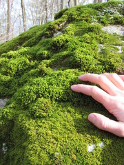 A person's hand touching moss growing on a large rock in the forest 