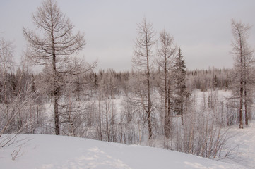 Winter evening cold landscape with snow, forest and a lot of trees. Frosty weather