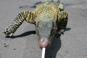 Walking Monitor Lizard