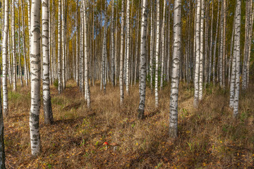 Birch trees with fresh green leaves in autumn. Sweden, selective focus