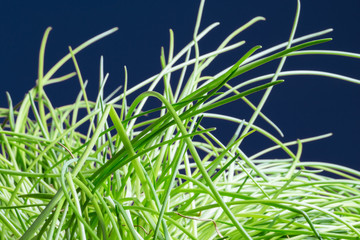 herbe, pelouse de ciboulette