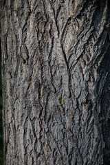 tree bark texture