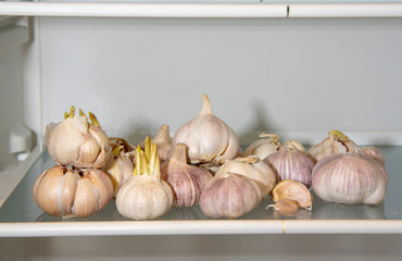 A supply of garlic on an empty shelf in the refrigerator.