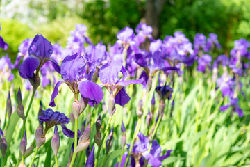 Purple Iris in full bloom on flowerbed in garden on sunny day