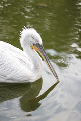 Portrait Pelican