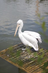 Pelikan