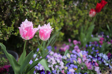 花壇のピンクのチューリップ