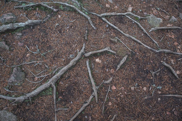 Tree roots sprouting through the earth. Exposed tree roots.