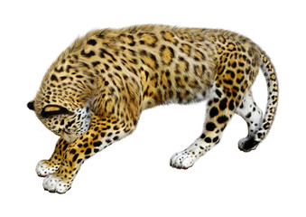 3D Rendering Big Cat Jaguar on White