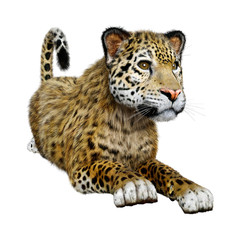 3D Rendering Big Cat Jaguar on White