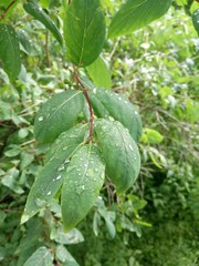 Water drops on green leaves after rain