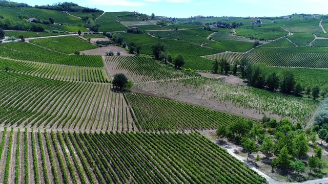 Acqui Terme, Monferrato, Alessandria / Italy: Aerial landscape beautiful green hills of vineyards of  Piedmont, Italy. Region wine area Langhe, Monferrato and Roero fields. 