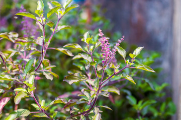 selective focus of holy basil tree
