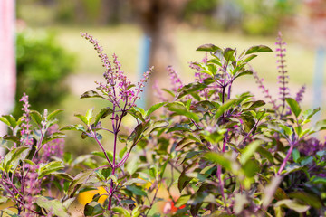 selective focus of holy basil tree