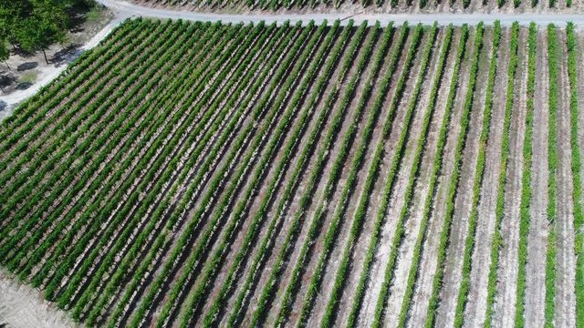 Acqui Terme, Monferrato, Alessandria / Italy: Aerial landscape beautiful green hills of vineyards of  Piedmont, Italy. Region wine area Langhe, Monferrato and Roero fields. 