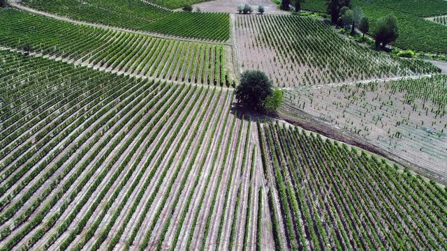 Acqui Terme, Monferrato, Alessandria / Italy: Aerial landscape beautiful green hills of vineyards of  Piedmont, Italy. Region wine area Langhe, Monferrato and Roero fields. 