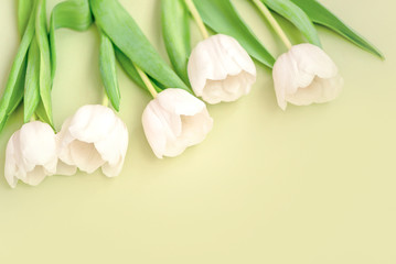 Delicate white tulip flowers on green background. Valentine's day, Mother's day, spring concept. Flat lay, copy space