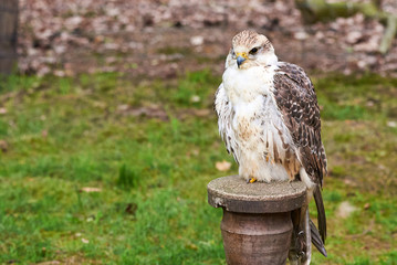 Saker falcon closeup at falconry (Falco cherrug)	