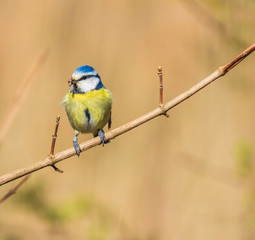 blue tit on branch