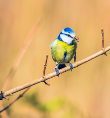 blue tit on branch