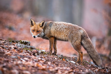 Solitary red fox, vulpes vulpes, wandering and hunting in its natural habitat. Cute animal in the wilderness. Crying fox in the melancholic atmosphere of the autumn forest. Predator with long tail.