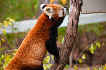 Cute Red panda walking around being playful in an enclosure