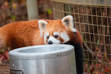 Cute Red panda walking around being playful in an enclosure