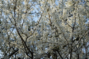 Weiße, sonnige Blütenlandschaft im Frühling