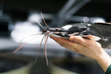 Fish farm, organic fish production. A worker holding a fish in his hands.