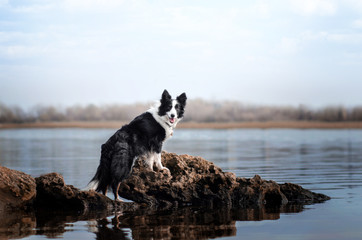 border collie dog beautiful portrait walk near the river