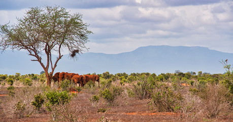 Busz afrykański © michalsen