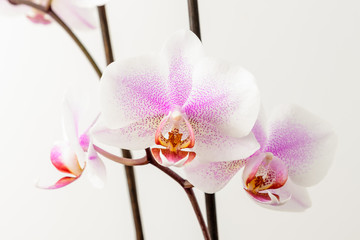 Close up white and vivid pink Phalaenopsis orchid flowers in full bloom isolated on a white wall in a studio background 