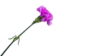 purple carnation isolated