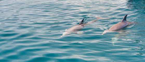 Delfiny - obrazy, fototapety, plakaty