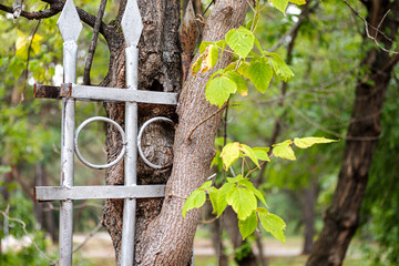 metal fence ingrown into a tree in a park