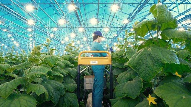 Greenhouse worker is tying up green plant