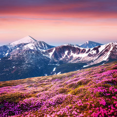 Rhododendron flowers covered mountains meadow in summer time. Purple sunrise light glowing on snowy peaks on background. Landscape photography